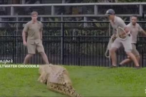 Hijo de cazador de cocodrilos
