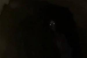 Skinwalker