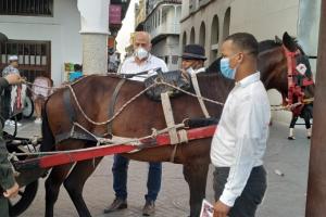 Caballos cocheros 