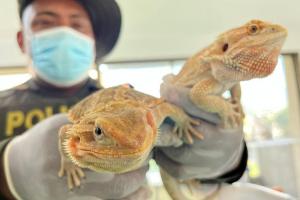 Más de veinte personas fueron capturadas por tráfico ilegal de animales silvestres 