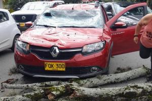 Casi se registra una tragedia en la 27 con Ambalá. Árbol cayó sobre el panorámico de un vehículo
