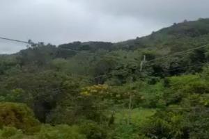 Cuerdas Celsia Armero 