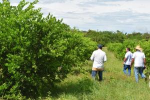  Paneles solares usados en la ecoagricultura para cultivo de limón