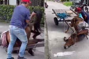 Maltrato Animal 