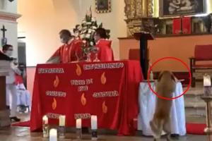 Perro se roba el pan de una misa