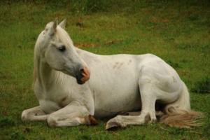 Judicializan otro sujeto que mató a puñaladas a una yegua en Cajamarca