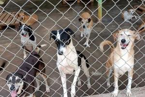 Asoanimales ayudan a mascotas lesionadas y abandonadas