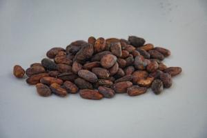Siete  municipios del Huila inician investigación del cacao 