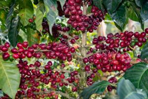  Fuero 8 lotes de café del Huila los finalista 