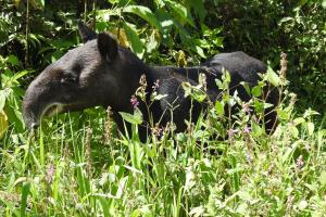 Festival Nacional de Oso y Danta busca su conservación 