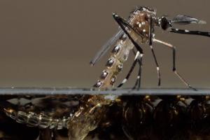 Aedes aegypti, mosquito transmisor del dengue