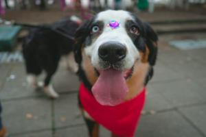 Adoptatón de peluditos en la plaza de Bolívar de Ibagué