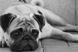 Perrita Pug