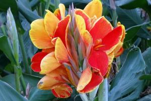 Achira - Canna Índica