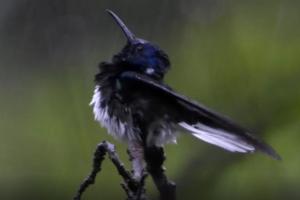 el baño del colibrí