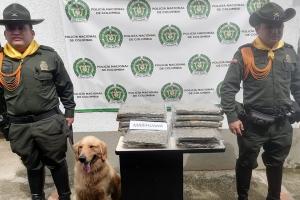 ¡Qué olfato el de Jeffry! Detectó 12 mil dosis de marihuana que iban para la Dorada – Caldas