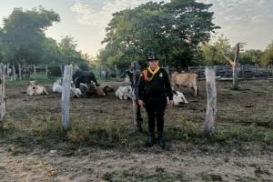 Recuperaron 9 bovinos avaluados en más de 40 millones en zona rural de Saldaña