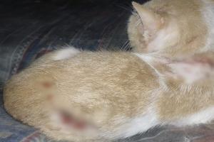 ¡Intolerancia extrema! Sujeto cogió a bala a dos gaticos porque no lo dejaban dormir en El Espinal