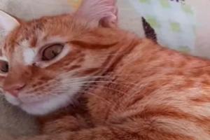 Habló madre del joven que asesinó a un gato en Ibagué