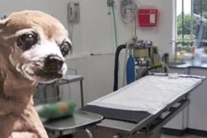 ¡Justicia! Sujeto se hizo pasar como veterinario y ahorcó a ‘Lulú en Ibagué