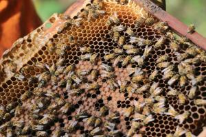 Concurso de fotografía por el Día Mundial de la Abeja