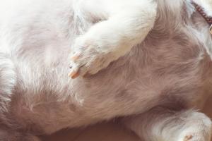 Acciones judiciales contra presuntos agresores de animales en Tolima y Caquetá