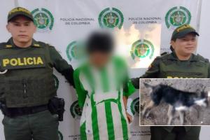 ¡Repudiable! Sujeto asesinó a golpes a ‘ciro’ un perro de raza criolla en Alpujarra