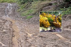 Derrumbes y pérdida agrícola en la vereda El Ingenio