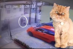 Greta cat