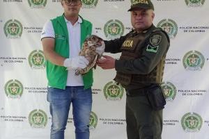 Búho Americano fue hallado en Suaza del Huila.