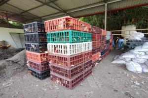 Entrega de 8.000 gallinas ponedoras