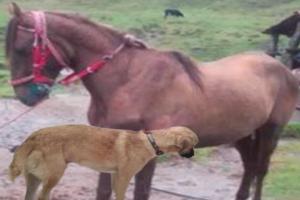 A dueño de pesebrera le dejaron cuidando un caballo y terminó aplicándole la eutanasia en Herveo