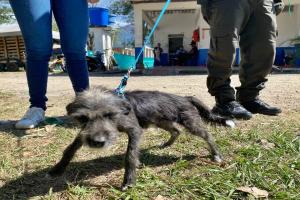 canino rescatada por el CAPA