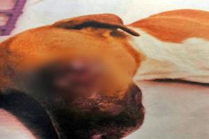 Judicializaron a dos sujetos por lesionar y causar la muerte perritas en el Tolima y Casanare