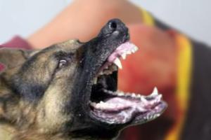 Pastor Alemán casi le destroza la pierna a un niño en un colegio de zona rural del Líbano