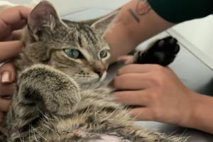 ¡Lo que faltaba! Una gatica embarazada fue violada por un sujeto el barrio Cañaveral de Ibagué