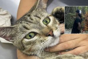 En las próximas horas se daría la captura del sujeto que violó a una gata en embarazo en Cañaveral