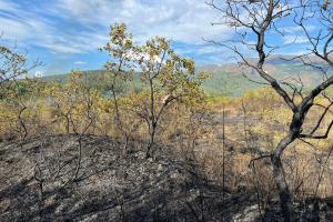 Cerca de 8000 hectáreas han sido consumidas por incendios en el Huila 
