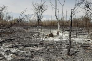 Incendio forestal afectó más de 400 hectáreas en resguardo indígena en Neiva