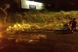 Caída de árboles tras lluvias en Ibagué