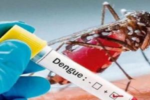 Aedes Aegypti
