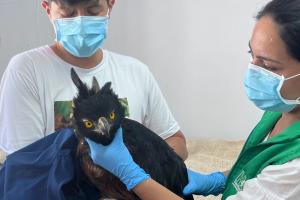 Águila real de montaña.