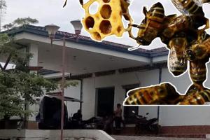 Ataque abejas Lérida