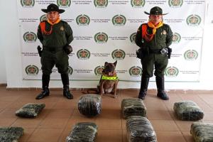 ¡Lanny se las olió! Canino evitó la comercialización de 100 mil dosis de marihuana en la terminal de Honda