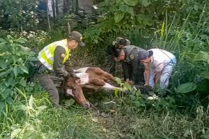 Metib realizó rescate exitoso de un equino en estado crítico en el sector de Ecoparaíso 