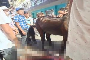 Maltrato animal en Casabianca
