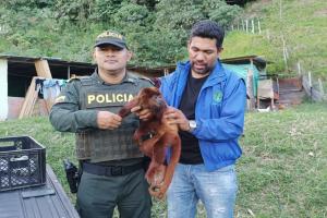 Policías rescataron a un mono aullador que apareció herido en Rioblanco