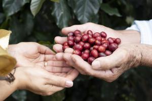  Cerca de 35 asociaciones del Huila y Tolima se unieron para abrir la primera tienda de Café