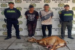 Cayeron los alias ‘Juan y Jan’ dedicados al abigeato en Natagaima