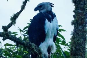 Águila arpía avistada en Tolima